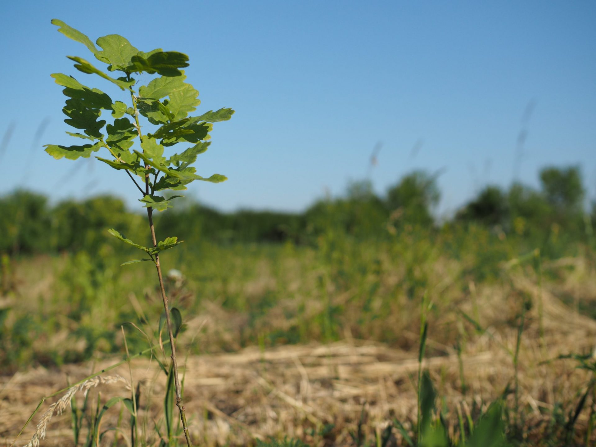 Wieviel Co2 Bindet Ein Baum